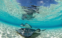 Stingrays in Cayman by Andy Lerner 
